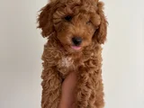 Yavru Poodle