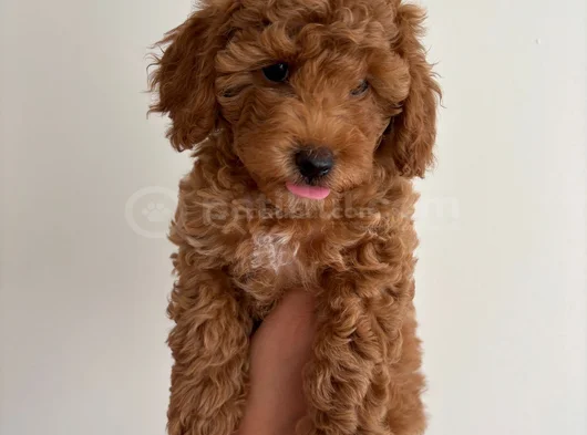 Yavru Poodle görsel