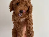 YAVRU POODLE