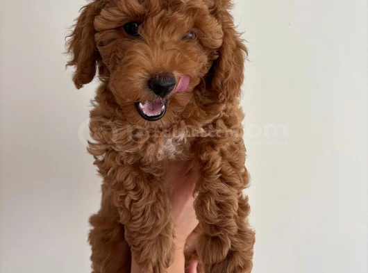 Yavru Poodle