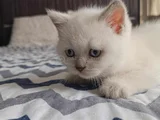 2 Di̇şi̇ 2 Erkek Bal Bebekler