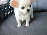 Soy Kütük Belgeli Beyaz Uzun Tüylü Erkek Chihuahua Yavrusu