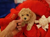 Muhteşem Maltipoo Bebekler