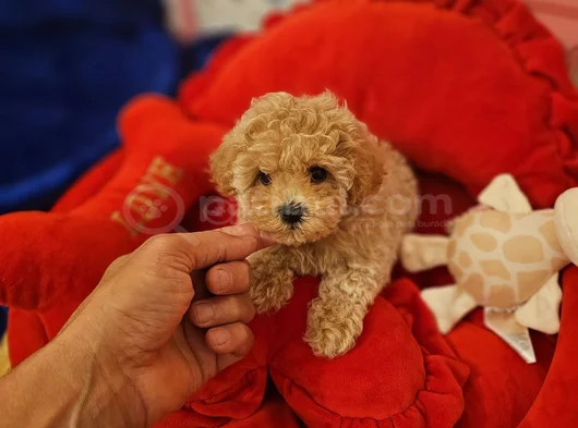 Muhteşem Maltipoo Bebekler görsel