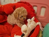 Muhteşem Maltipoo Bebekler