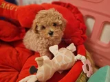 Muhteşem Maltipoo Bebekler