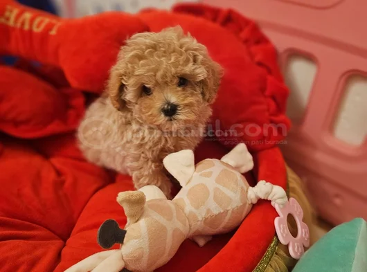 Muhteşem Maltipoo Bebekler görsel