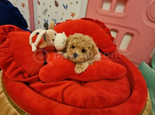 Muhteşem Maltipoo Bebekler görsel