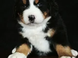 Bernese Mountai̇n Dog Yavrulari̇