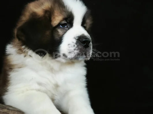 Devasa Köpek Sai̇nt Bernard Yavrular