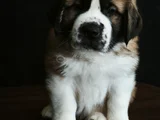Devasa Köpek Sai̇nt Bernard Yavrular