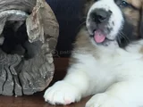 Devasa Köpek Sai̇nt Bernard Yavrular