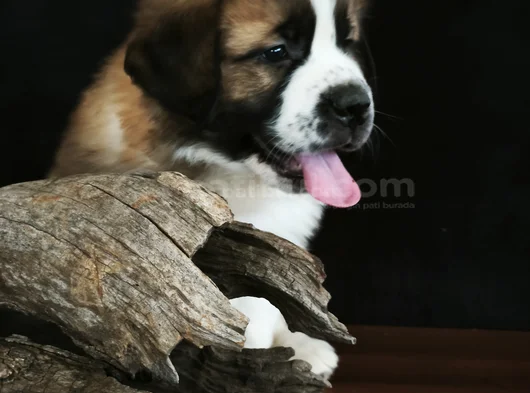 Devasa Köpek Sai̇nt Bernard Yavrular görsel