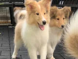 Safkan Rough Collie - Lassie Yavrular