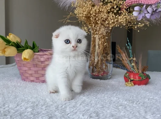 Sağlıklı Oyuncu Sevimli Ev Ortamından