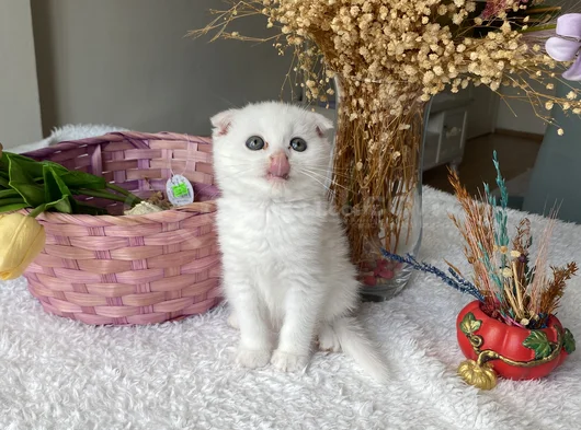 Sağlıklı Oyuncu Sevimli Ev Ortamından görsel