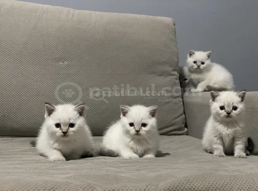 Safkan Ve Irk Garantili Yavrularımız