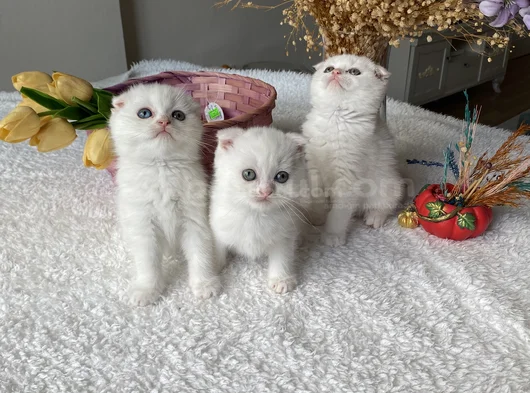 Sağlıklı Oyuncu Sevimli Ev Ortamından görsel