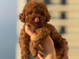 Teacup Boy Korea Kan Toypoodle Bebekler