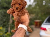 Teacup Boy Korea Kan Toypoodle Bebekler