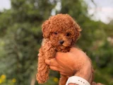 Teacup Boy Korea Kan Toypoodle Bebekler