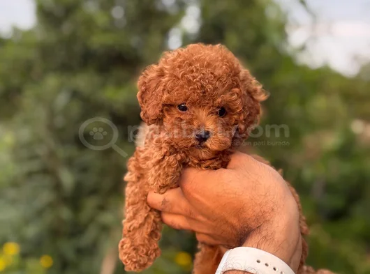 Teacup Boy Korea Kan Toypoodle Bebekler görsel