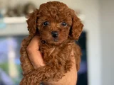 TEACUP BOY KOREA KAN TOYPOODLE BEBEKLER
