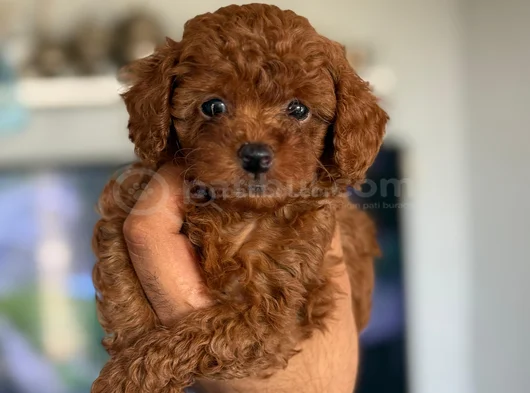 TEACUP BOY KOREA KAN TOYPOODLE BEBEKLER