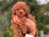TEACUP BOY KOREA KAN TOYPOODLE BEBEKLER