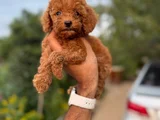 Teacup Boy Korea Kan Toypoodle Bebekler