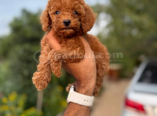 Teacup Boy Korea Kan Toypoodle Bebekler görsel