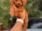 Teacup Boy Korea Kan Toypoodle Bebekler