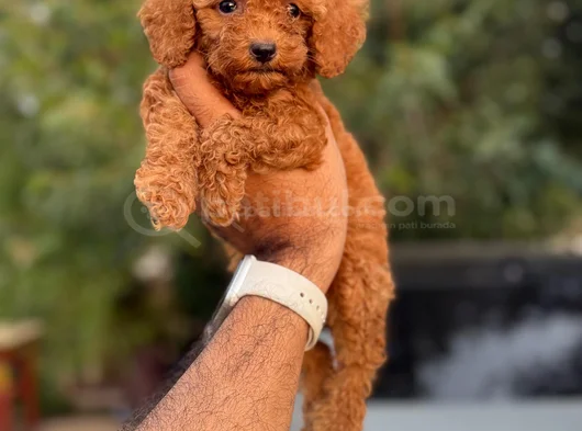 Teacup Boy Korea Kan Toypoodle Bebekler görsel