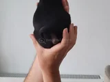 Pug Siyah Erkek Karizma