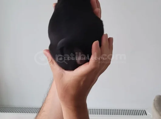 Pug Siyah Erkek Karizma görsel