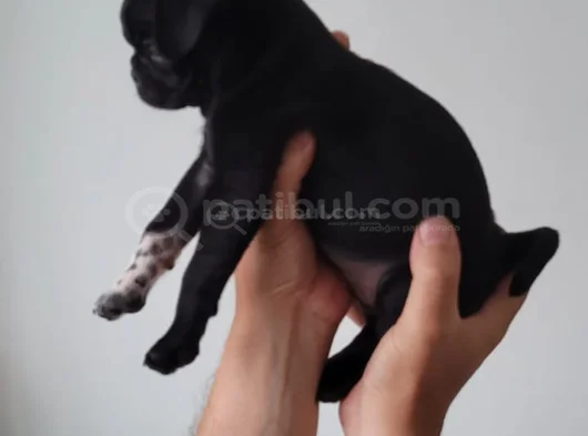 Pug Siyah Erkek Karizma görsel