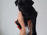 Pug Siyah Erkek Karizma