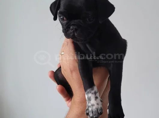 Pug Siyah Erkek Karizma
