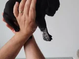 Pug Siyah Erkek Karizma