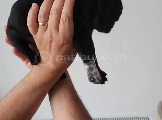 Pug Siyah Erkek Karizma görsel