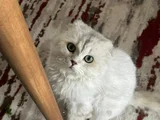 3 Yaşında Kedimiz Yeni Yuvasını Arıyor