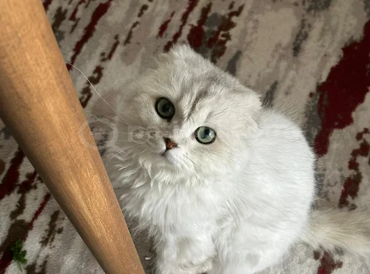 3 Yaşında Kedimiz Yeni Yuvasını Arıyor