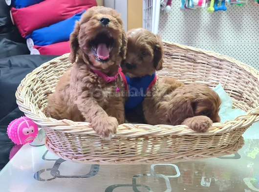 Süper Kali̇te Süper Fi̇yat Cavapoo Erkek Yavru görsel