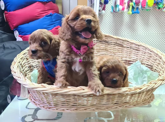 Süper Kali̇te Süper Fi̇yat Cavapoo Erkek Yavru görsel