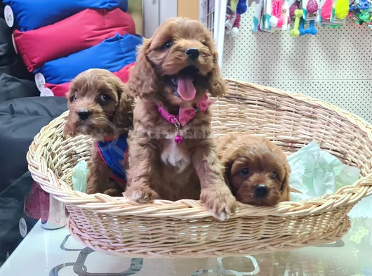 Süper Kali̇te Süper Fi̇yat Cavapoo Erkek Yavru görsel