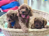 Süper Kali̇te Süper Fi̇yat Cavapoo Erkek Yavru