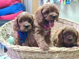 Süper Kali̇te Süper Fi̇yat Cavapoo Erkek Yavru