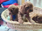 Süper Kali̇te Süper Fi̇yat Cavapoo Erkek Yavru