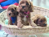 Süper Kali̇te Süper Fi̇yat Cavapoo Erkek Yavru