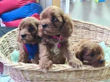 Süper Kali̇te Süper Fi̇yat Cavapoo Erkek Yavru